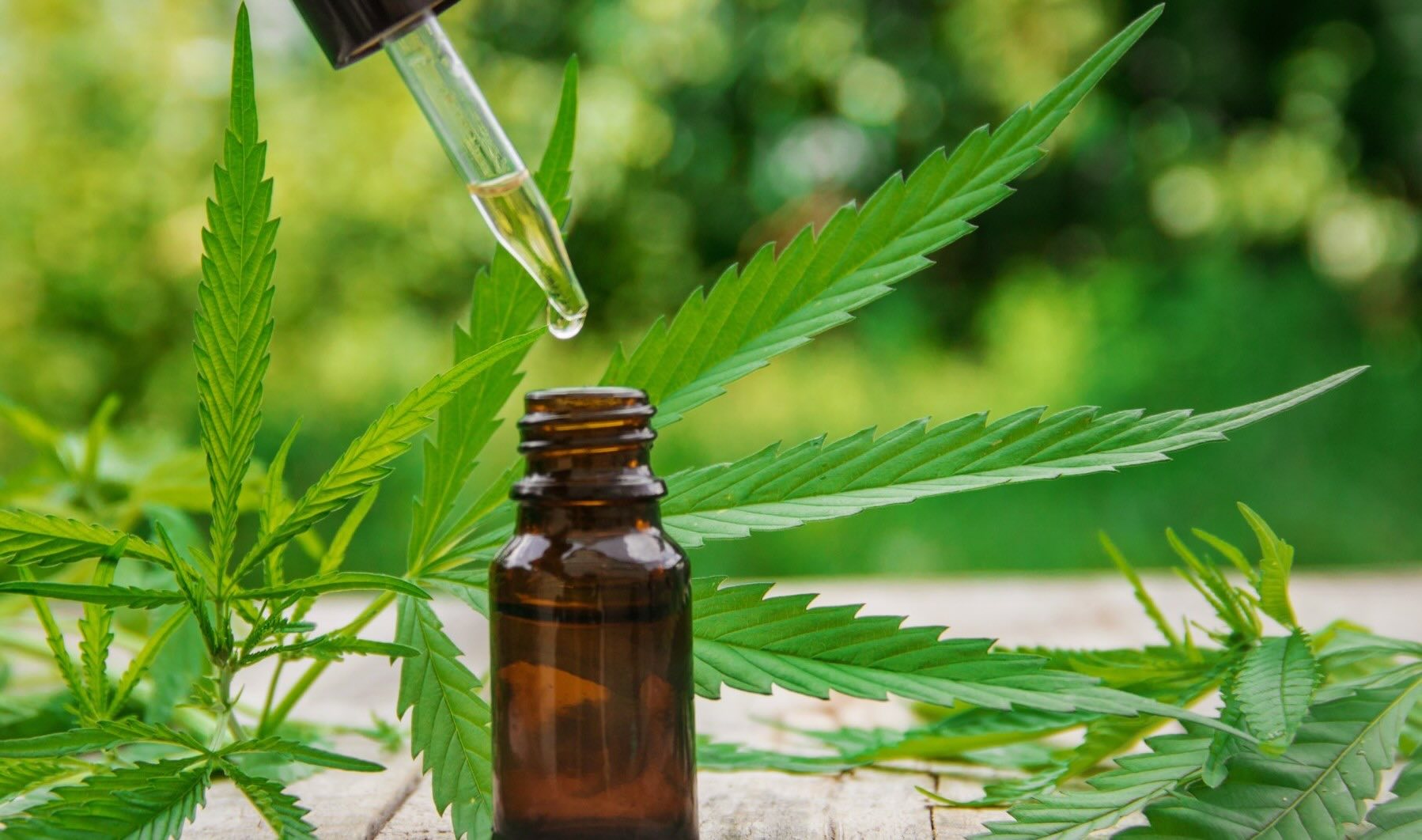 Olio CBD vendita online approvato uso estrattivo della canapa