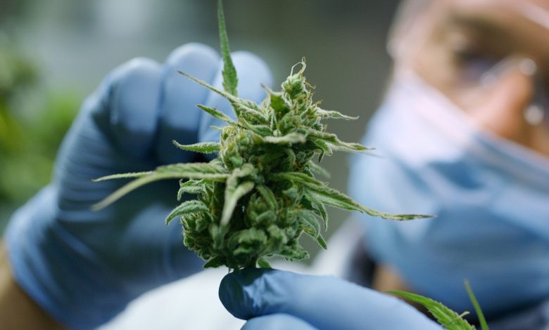 cannabis previene e contrasta il covid