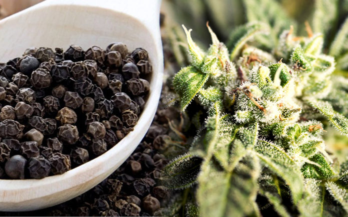 cariofille terpene antidolorifico