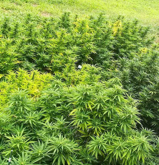 Cannabis Light coltivazione outdoor di Maryboom- vendita online e all'ingrosso