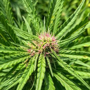 Cannabis light fiore oudoor- Maryboom vendita online e all'ingrosso
