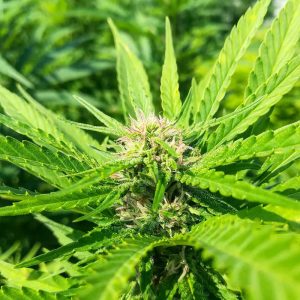 Cannabis light fiore outdoor - Maryboom vendita online e all'ingrosso