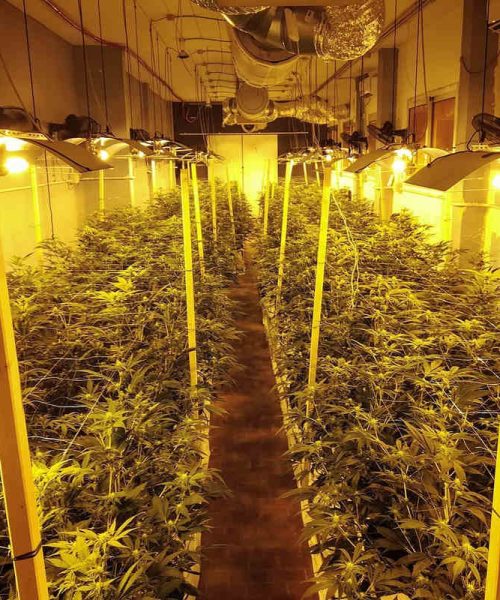 Cannabis light produzione indoor - Maryboom