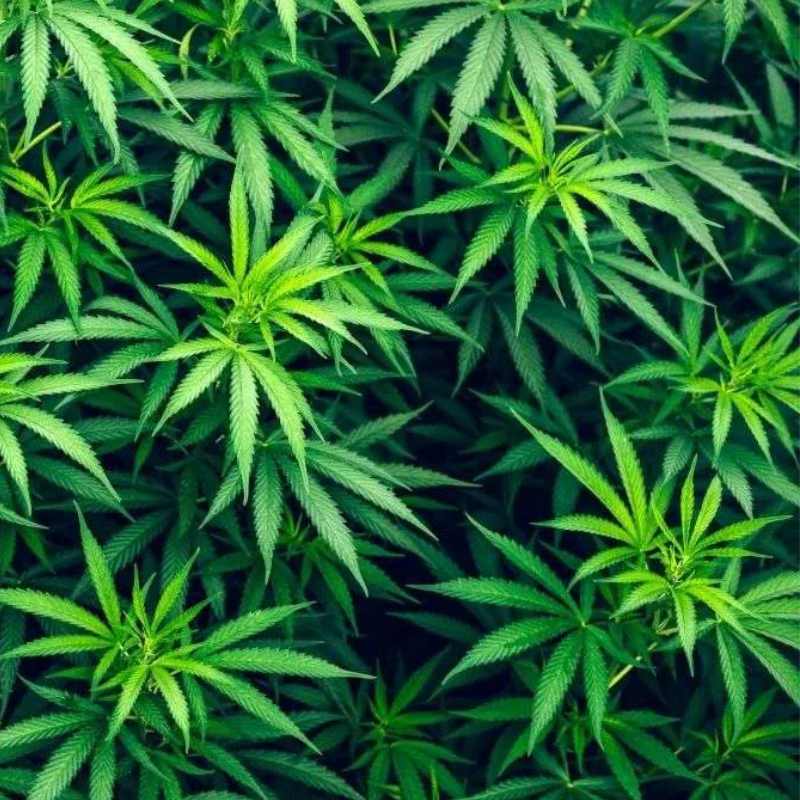 cannabis light vendita online Torino