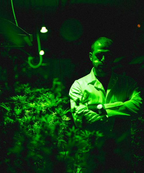 Maryboom vendita cannabis light online - Diego Martino lavoro indoor
