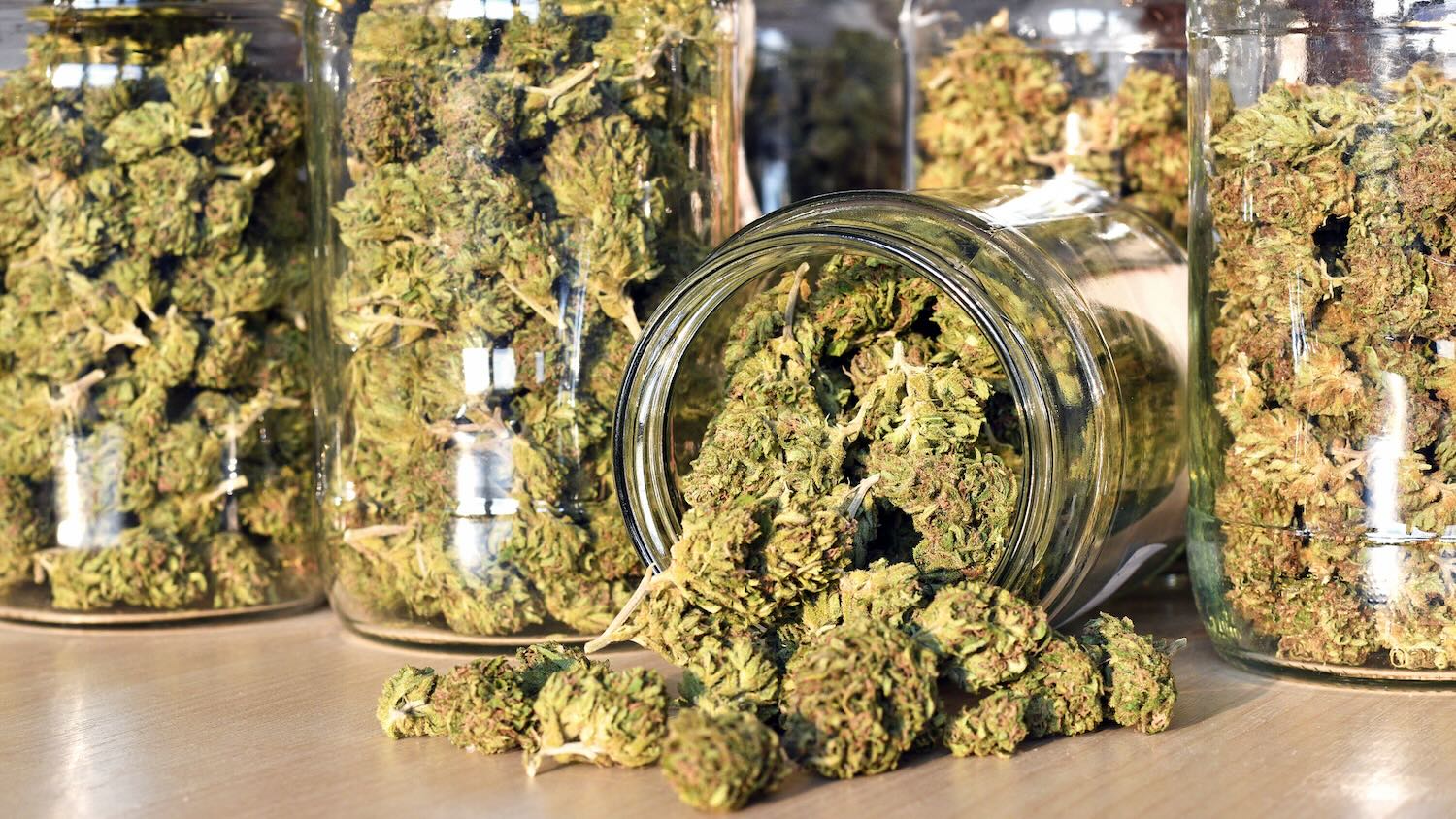 Cannabis light Vendita Ingrosso Torino e Piemonte - Contatta Maryboom