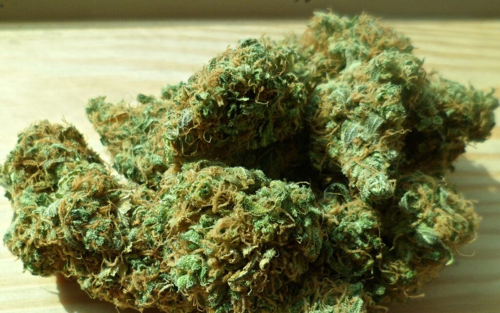 questa immagine raffigura dei fiori di cannabis per la sua legalizzazione