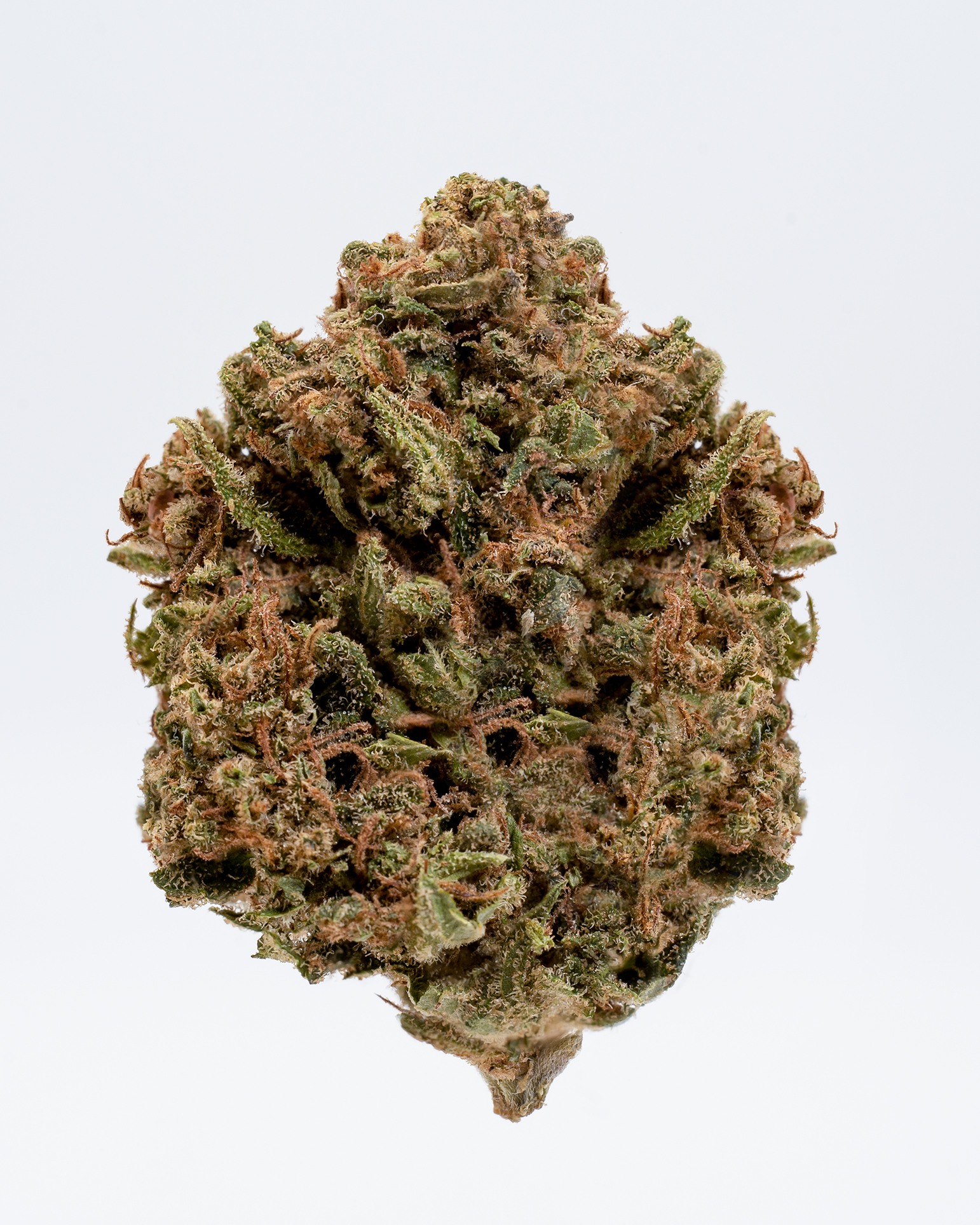 Infiorescenza CBD blue berry maryboom