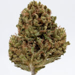 Infiorescenza CBD green maryboom