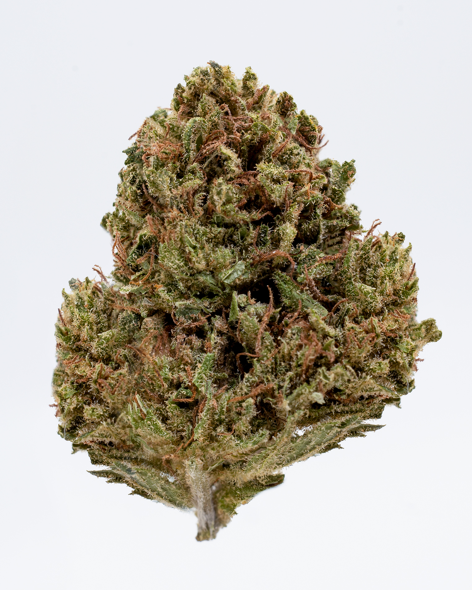Infiorescenza CBD green maryboom