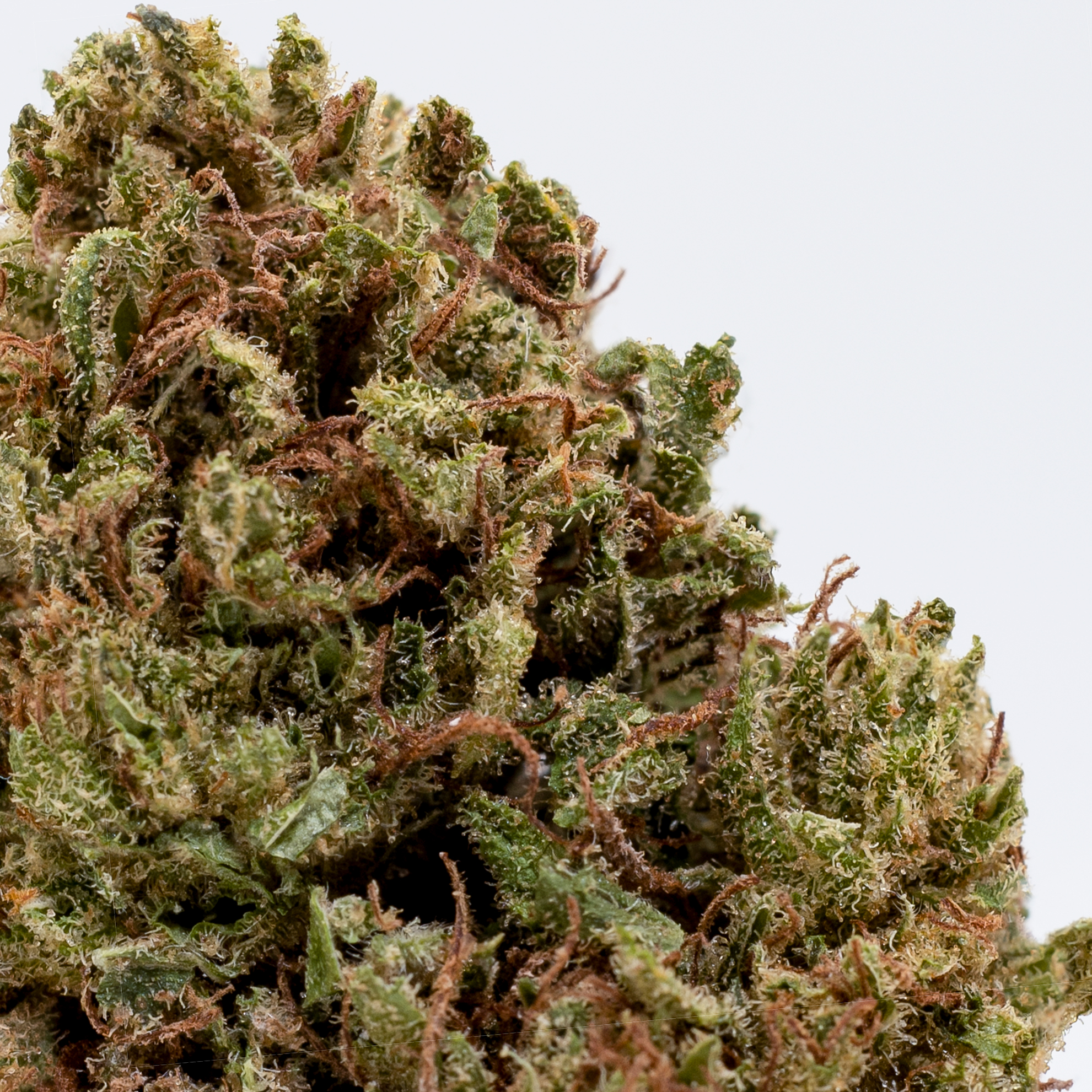 Infiorescenza CBD green maryboom