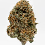 Infiorescenza CBD MK" maryboom