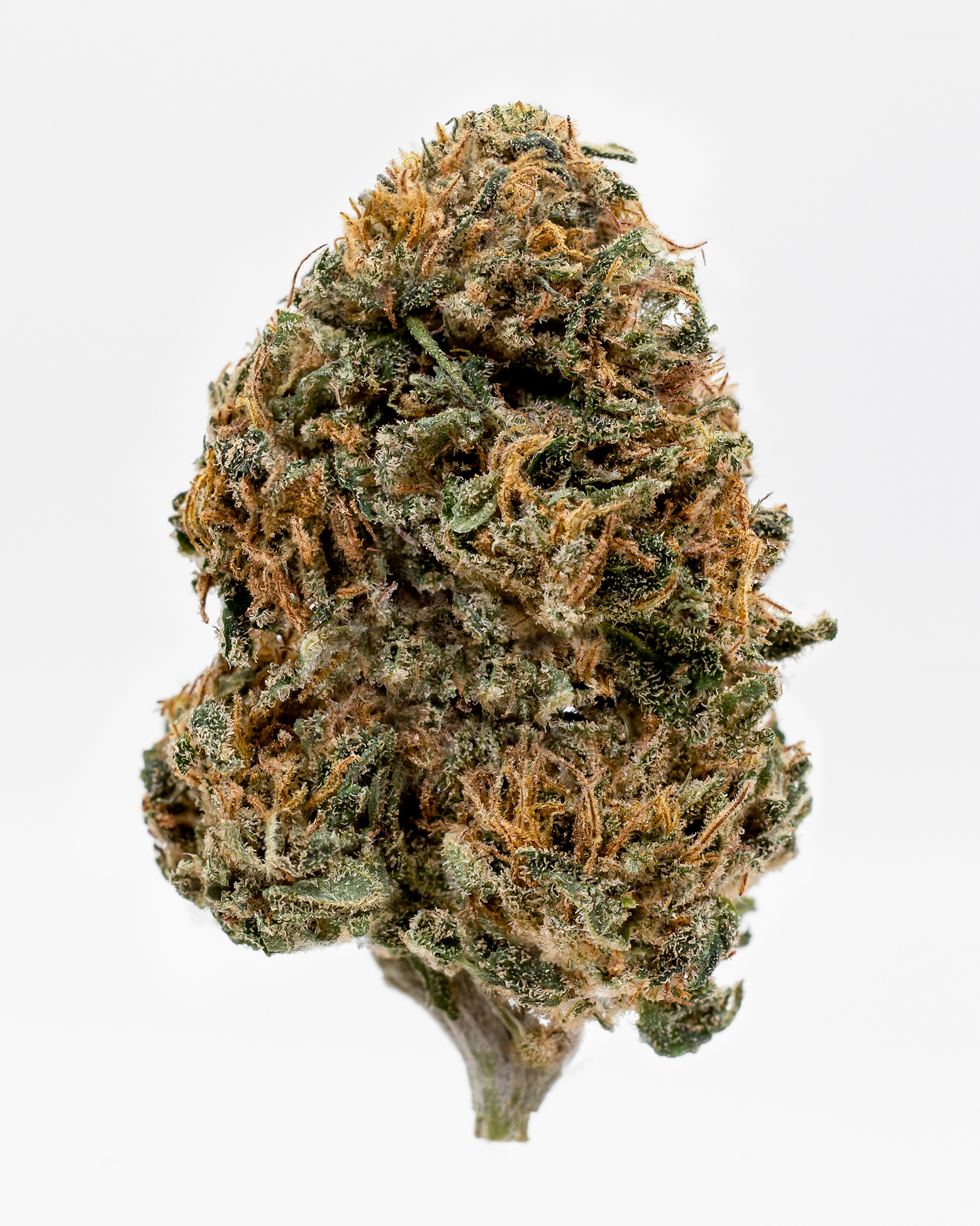 Infiorescenza CBD MK" maryboom