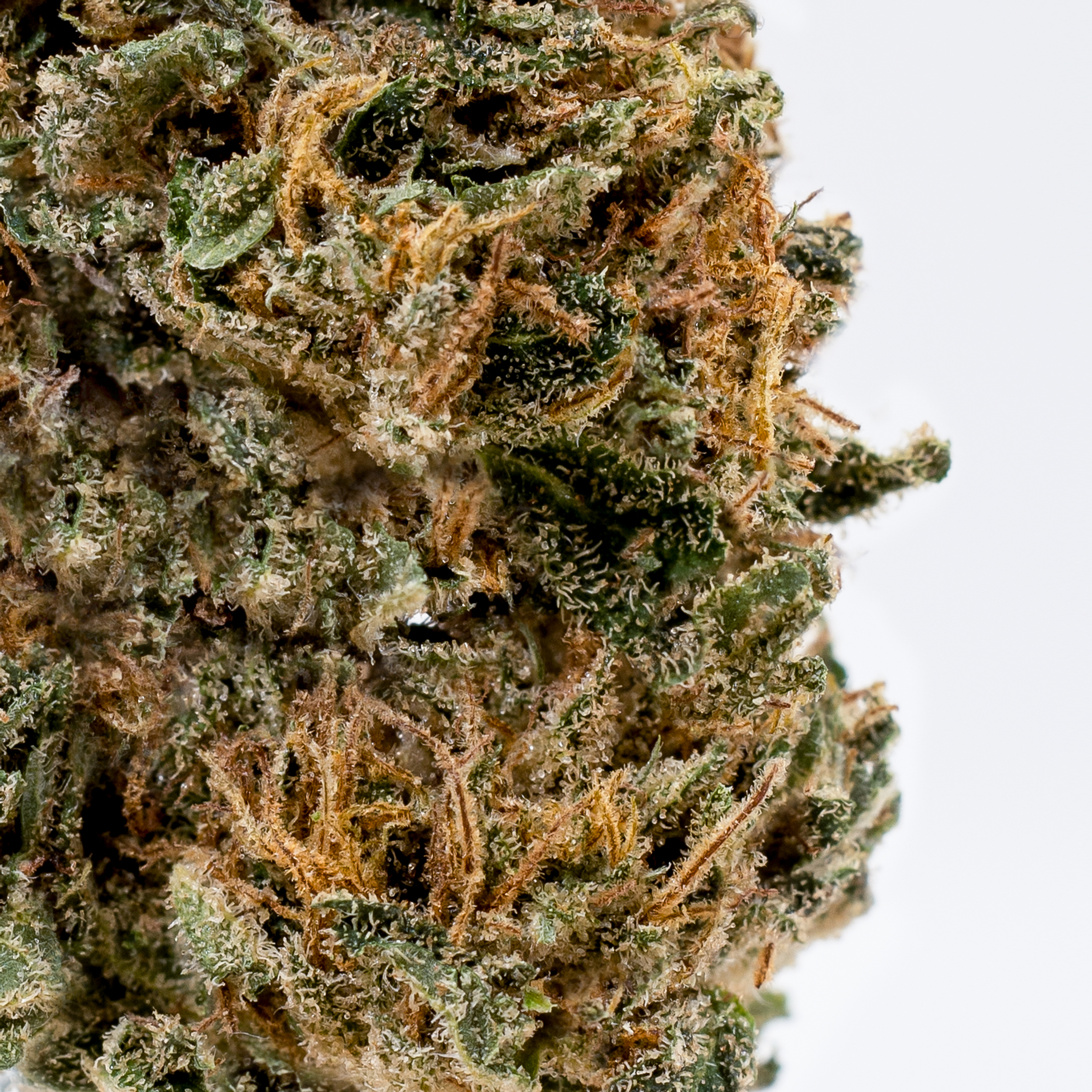 ingrandimento infiorescenza cbd mk2 maryboom