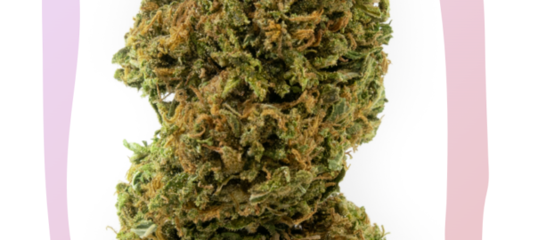 fiore di cannabis cbd relax maryboom