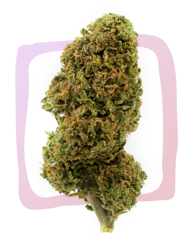 fiore di cannabis cbd relax maryboom