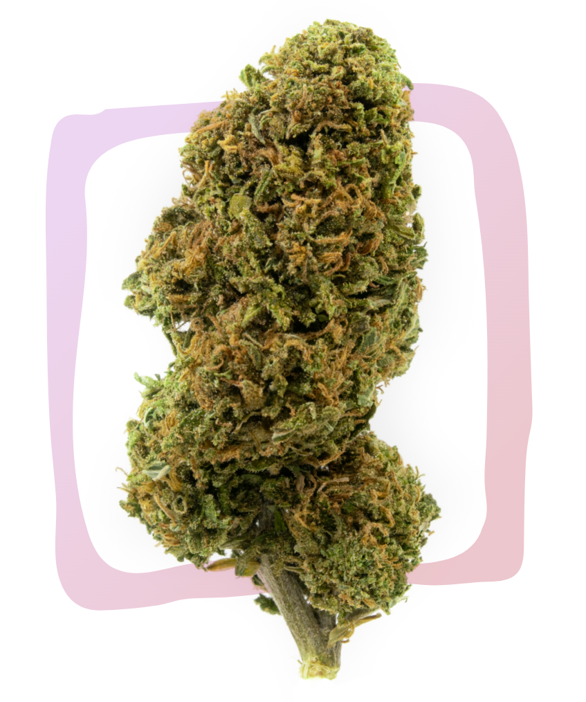 fiore di cannabis cbd relax maryboom